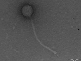 Another phage I found, which was more curved. Its dimensions are not as easy to find.